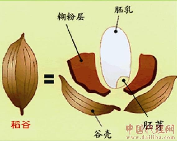 发芽糙米茶